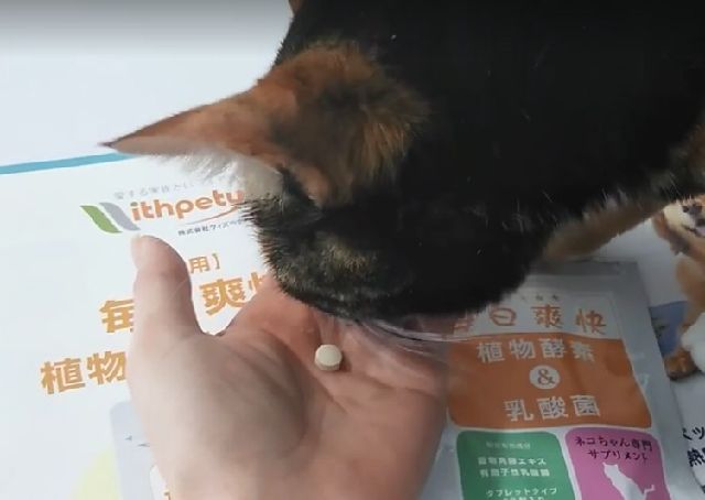 猫の便秘に市販のビオフェルミンって大丈夫？与える量と注意点！